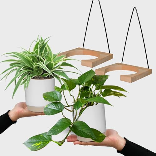 Grünlilie & Efeutute – Hängendes Zimmerpflanzen Starterpack – 2 Rankende Zimmerpflanzen frisch aus der Gärtnerei – Höhe 15-25 cm – Töpfe 10,5-12 cm – mit Wandhänger-Set – Green Me Up