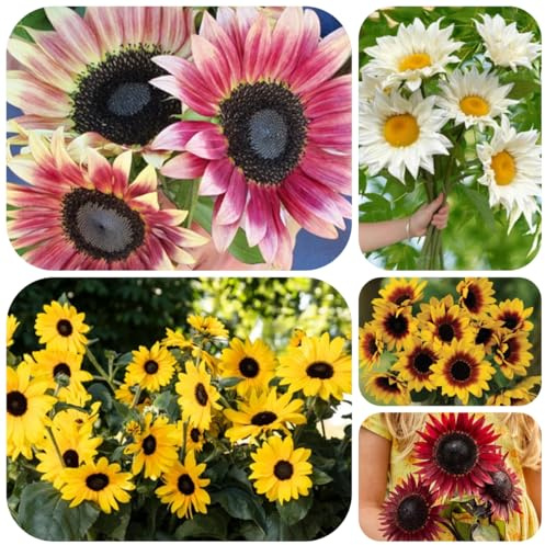 girasoles, semillas de girasol cubierta perenne resistente de girasol decorativas para balcón en resistentes de para 300pcs