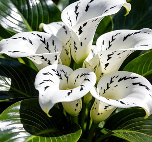 Calla robusti, perenni resistenti, bulbi magici e misteriosi, ideali per giardini soleggiati e laghetti-2 Bulbi-G