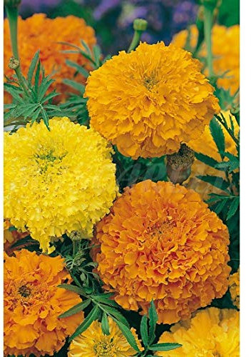 Semillas flores - Tagete erecta clavelón alto - Mascarell
