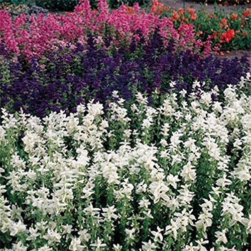 Salvia - bianco (Salvia Horminum White Swan) - 100 semi