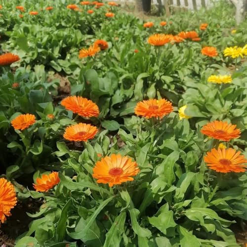 Semillas de caléndula officinalis - semillas de cobertura del suelo resistentes Semillas de caléndula - 150pcs