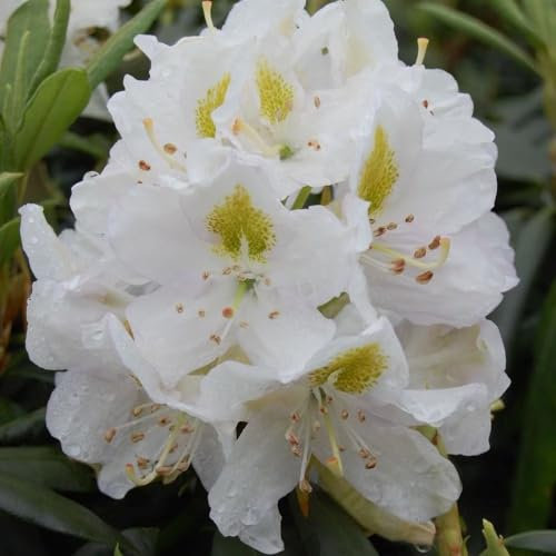 Plant Theory Madame Masson Rhododendron Shrub Plant 2L Pot