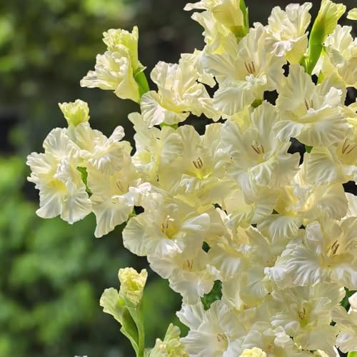 gladioli da rocce decorazione resistente riverdimento tetti interni Bulbi perenni, resistenti all'inverno 3pcs
