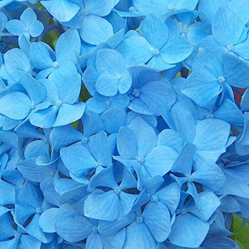 Hydrangea Macrophylla 'Nikko Blue'- Hortensia 'Nikko Blue' 25-30 cm en conteneur
