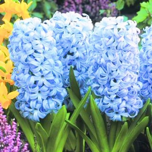 Hyazinthenzwiebel-Winterhart MehrjäHrig,Hyazinthen Rhizome,Hyazinthen Zwiebeln,HyazinthenblüTen,Traubenhyazinthen-4zwiebeln-b