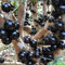 30 pz Semi di Jabuticaba - frutta pianta fresca in vaso piante perenni resistenti perenni Pianta di Jabuticaba - Plinia cauliflora - Piante da balcone con frutti colonnari resistenti