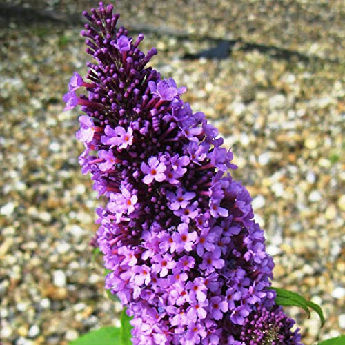3 x Arbre aux papillons ''Peacock' - Buddleja Davidii 40-60 cm en conteneur - Grandes fleurs allongées de couleur bleu-lilas à bleu-violet