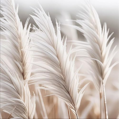 artissimo Bild aus Glas 50x50 cm Natur Pampasgras hell beige AG5571A – modernes Glasbild Wandbild Quadratisch, Wanddeko Wohnzimmer, beige, boho skandinavisch