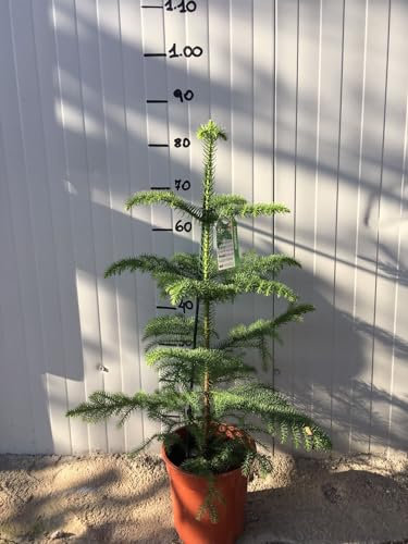 Araucaria heterophylla vaso 20cm h 80 cm foto reali
