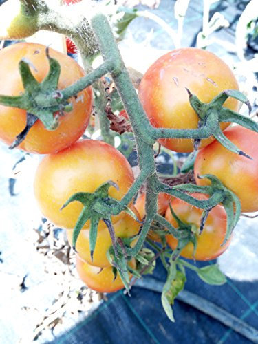 SEMI POMODORO TONDO DA SERBO TOSCANO