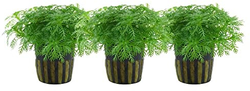 AquaOne Aquarium Pflanze 3 Stück Hottonia palustris I Wasserpflanze Aquariumpflanze Stängelpflanze voll durchwurzelt einfach pflegeleicht Aquascaping Dekoration