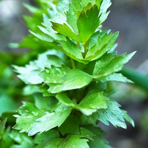 semi di levistico, vecchie varietà resistenti per giardini rocciosi resistenti verdi raro prodotti sostenibili per gli amanti del giardino aromatiche 250pcs