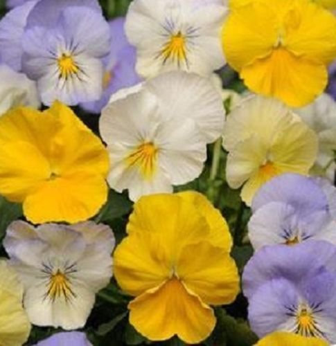 15 Semi Viola del pensiero Raffreddano Saluto Pastel Mix (Aggiungi Viola del pensiero) Coolwave Viola del pensiero