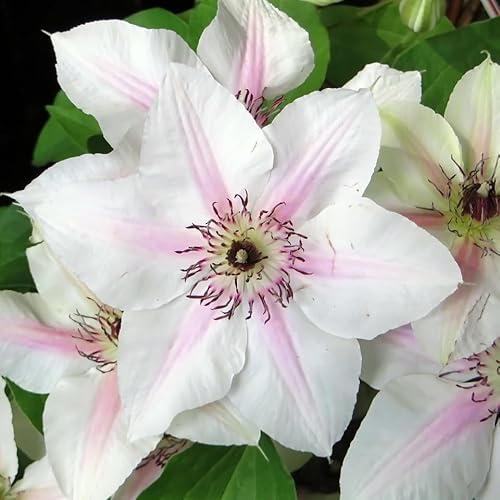 Klematis John Paul II - Jan Powell II (Powojniki) | stora, fina blommor ovanför mörkgrönt bladverk - Härdig | 1,5 liters krukor