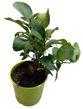 Árbol de Lima Frutal Natural con Hojas Verdes y Aromáticas