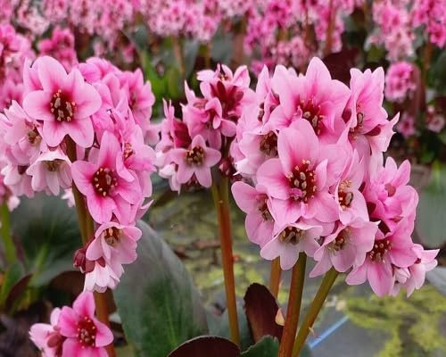 Bergenia Flower Seeds 100pcs Pink