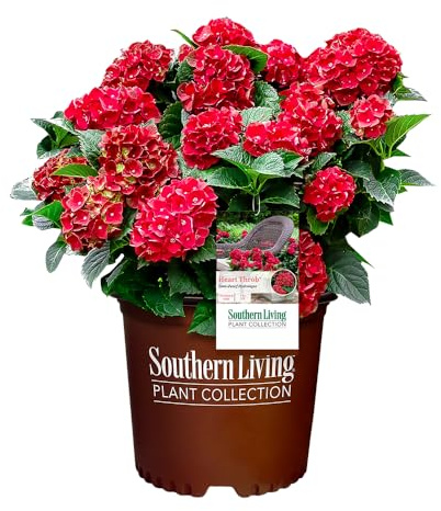 2 Gallon Southern Living Plant Collection Hydrangea Heart Throb Shrub
