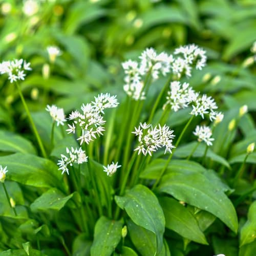 bärlauch 225samen stauden balkonblumen Schnelles Wachstum