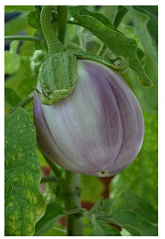 PREMIER SEEDS DIRECT - Organic Vegetable Aubergine ROTONDA SFUMATA DI ROSA (25- Seeds)