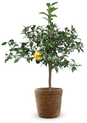Attitude Jardin - Citronnier yuzu avec panier en jonc de mer - agrume méditerranéen - arbre fruitier - 75-85 cm - ⌀ 25 cm