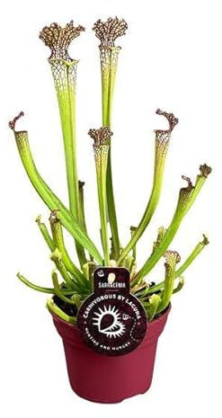 Pianta carnivora – Sarracenia Farnhamii – Pianta d'appartamento – Ø 12 cm – 40 cm