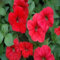 100 semillas de flores de petunia rojas