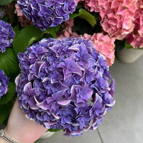 30 piezas semillas de hortensias - semillas de pradera para exterior, en resistentes, jardín resistentes, trepadoras