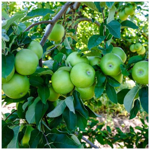 Dwarf Granny Smith Apple Tree Ready to Fruit,Self-Fertile,Green with Sharp Taste 3fatpigs®