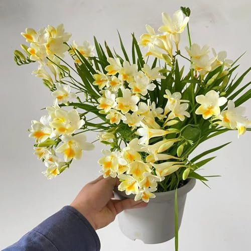 bulbos de fresia flores de otoño resistentes decoración floral plantas herbarias balcón con cama elevada Flores de balcón, bombachos de primavera, bulbos plantas exóticas resistentes, 10pcs