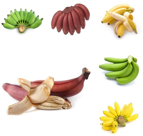 semi di banane - banane - letto rialzato di banana, decorazione dell'sapote, 30pcs