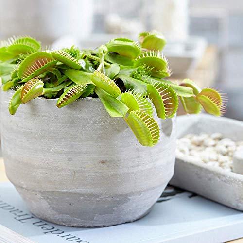 Venus Fly Trap Small Air Purifying Indoor House Plant for Home Office in 9cm Pot