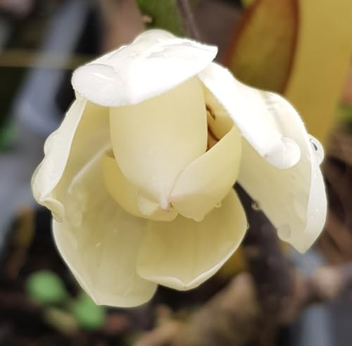 Michelia x 'Bubbles' / Magnolia/Conteneur de 3 à 4 litres/Arbuste d'ornement