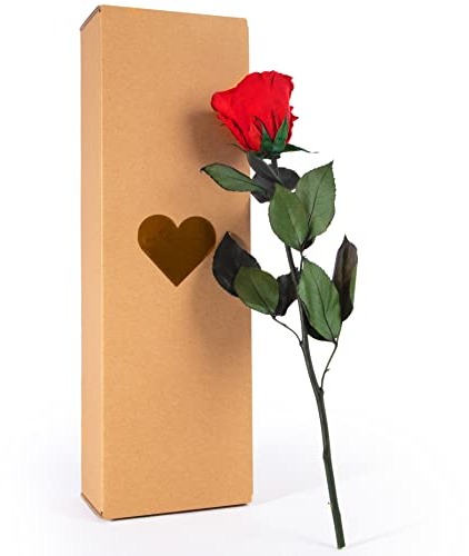ROSEMARIE SCHULZ Heidelberg Ewige Rose Rot mit Stiel - 30-35cm lang echte Blume haltbar 3 Jahre in Box - konservierte Rose Freundin Geschenk zum Geburtstag und Valentinstag (Rot)