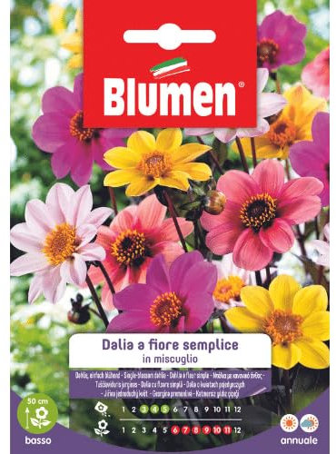SEMI DALIA FIORE SEMPLICE MIX BLUMEN