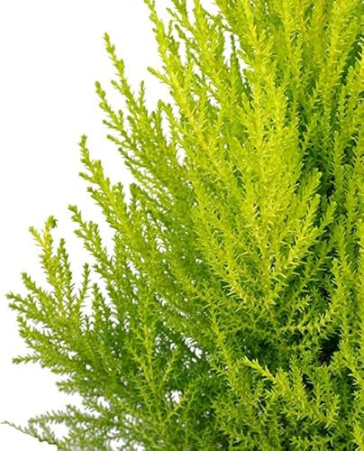 Ciprés Wilma Natural Árbol Resistente y Fácil de Cuidar