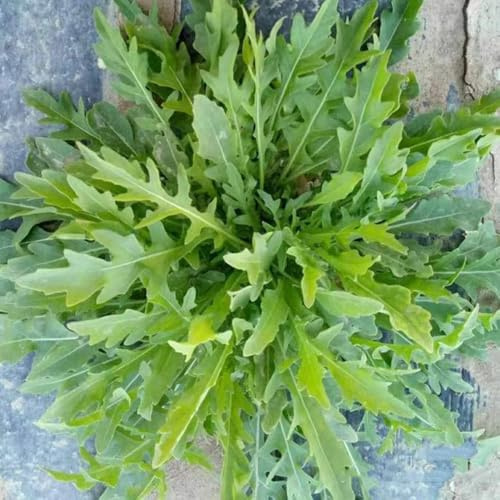 semillas de rúcula jardín decoración rara variedades antiguas 300pcs