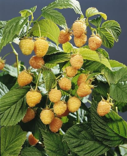 Rubus idaeus 'Golden Queen' 30-40 cm – Winterhart, Mehrjährig & Pflegeleicht – Gelbe Himbeere – Beerenstrauch für Garten & Kübel