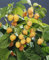 Rubus idaeus 'Golden Queen' 30-40 cm - Gelbe Himbeere, süße Früchte, Erntezeit Juli-August, ideal für Naschgärten, pflegeleicht und winterhart