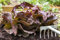 Lote de 500 Semillas de Lechuga Roja para Ensalada - Variedad firme y crujiente - Imprescindible para el huerto - Rica en nutrientes - 100% natural - Garantía de germinación - Semillas reproducibles
