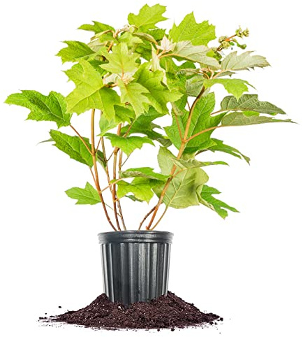 Perfect Plants Oakleaf Hydrangea in 1 Gal. Growers Pot - Stunning White to Pink Blooms and Unique Oak Leaf-Shaped Leaves - Hardy Perennial for Outdoor Gardens