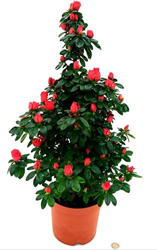 POWERS TO FLOWERS, AZALEA PIRAMIDE ROSSA, VASO 17 CM, ALTEZZA 70 CM, pianta vera