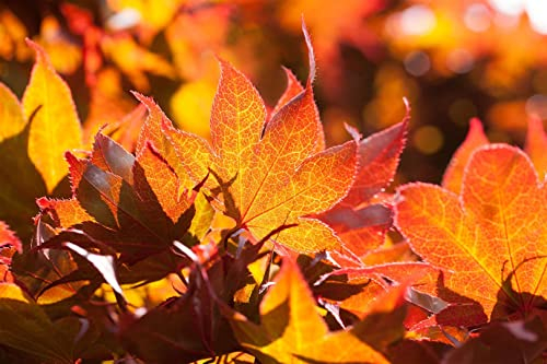 Japanischer Ahorn 'Fireglow' 125-150 cm Topf Acer palmatum winterhart