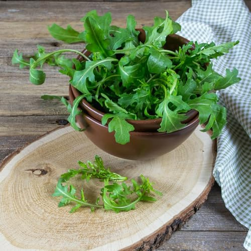 semi di rucola - giardino rare verdi balcone serra invernali da cucina da esterno 500pcs
