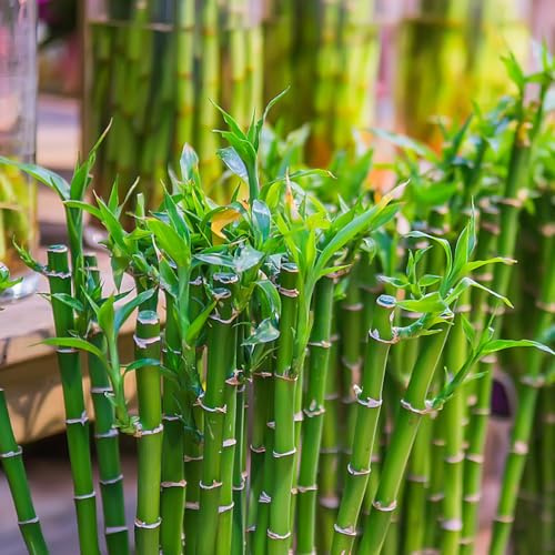 semi di bambù portafortuna, in vaso raro giardino roccioso, 50pcs