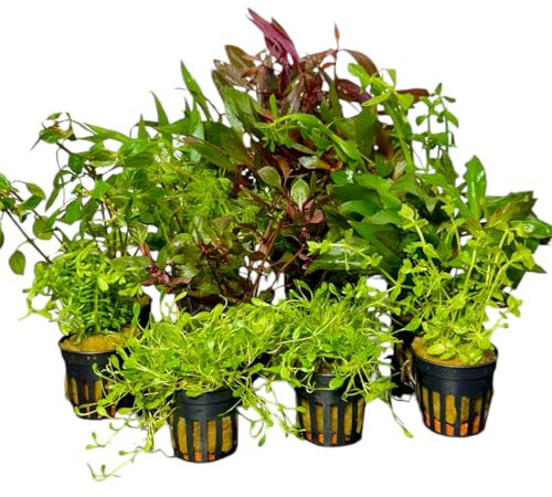 Aquariumpflanzen-Set, 5 Töpfe, gemicht für Vorder-, Mittel-, und Hintergrund, Wasserpflanzen Set