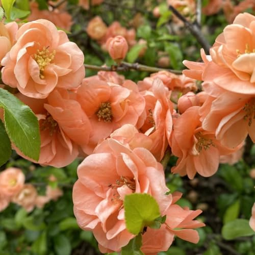 Chaenomeles x superba Cameo - Ornamental Quince - Plant in 2 L Pot