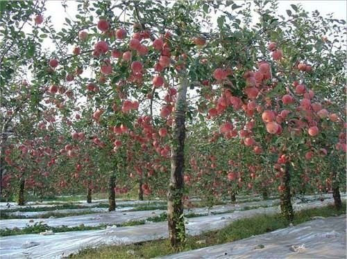 15 mezzo melo Fuji (Malus Pumila 'Fuji') pettineSH