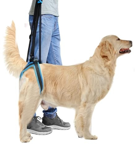 PETCUTE Imbracatura di Sollevamento per Cani Anziani - Supporto Regolabile per Gambe Posteriori - Imbragatura di Sostegno per Animali Feriti, Malati e Disabili