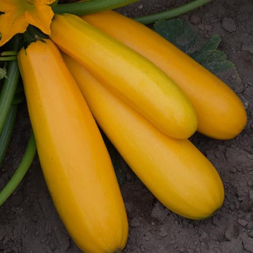 PREMIER SEEDS DIRECT - COURGETTE - ATENA Polka F1-50 Seeds